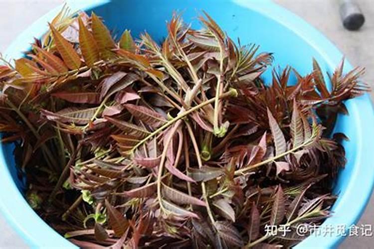 香椿叶保鲜的储存方法香椿叶如何储存保鲜