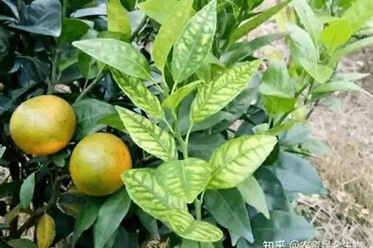 茶梅有花苞了能喷叶面肥吗