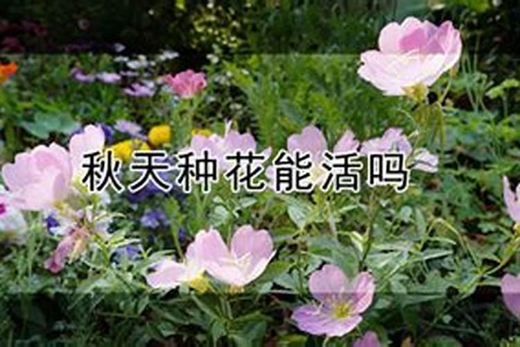什么时候施肥最好 什么时候给花施肥最好