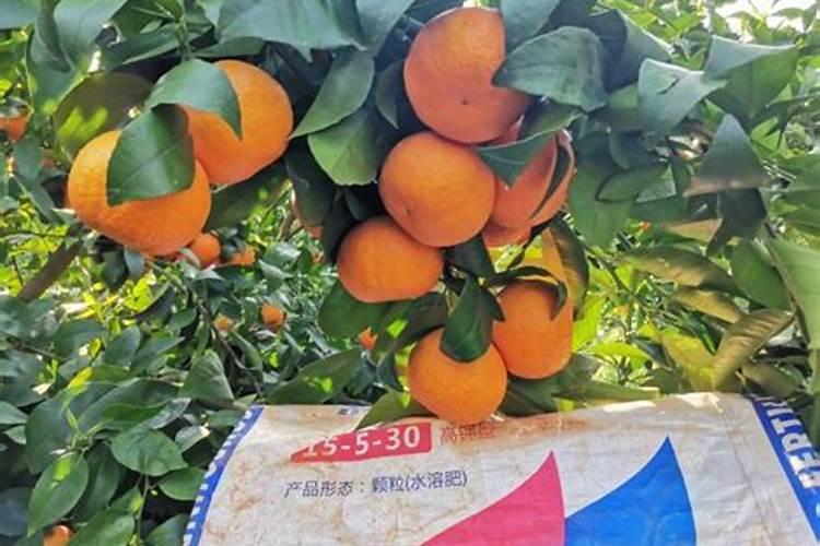 水容肥给果树多久施肥一次