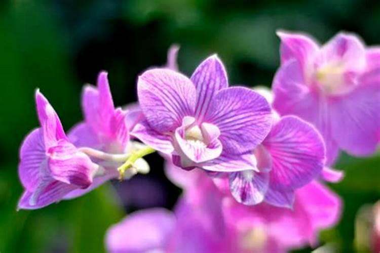 兰花什么时候施肥最好,兰花施肥用什么肥最好(氮磷钾肥)
