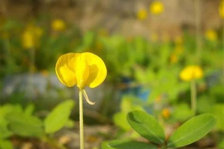 花生开花期施什么肥最好