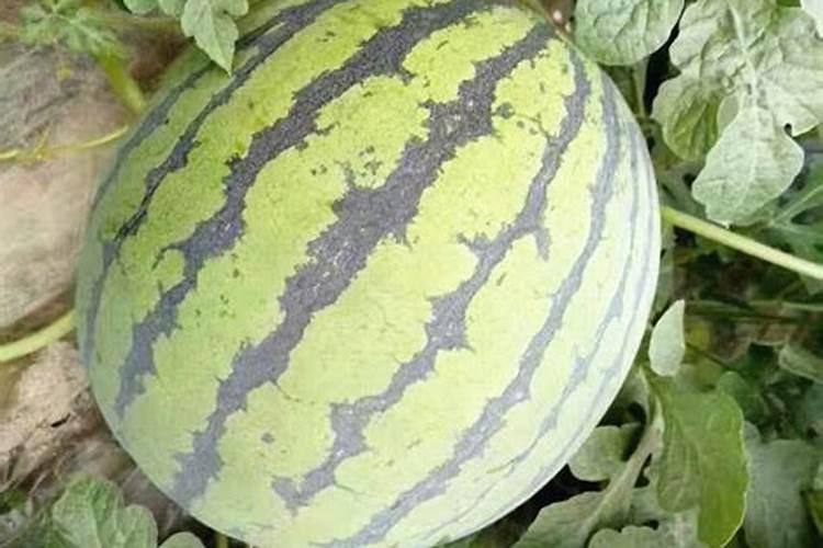 西瓜膨大慢怎么办？