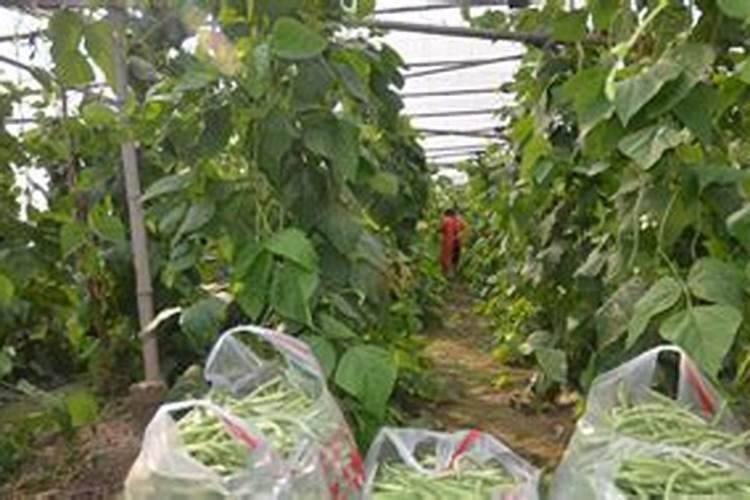 豆角用什么肥料才能多结荚？