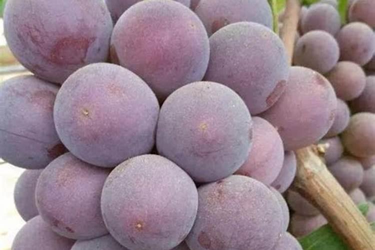 葡萄果穗拉花、保果、无核、保鲜处理详解!