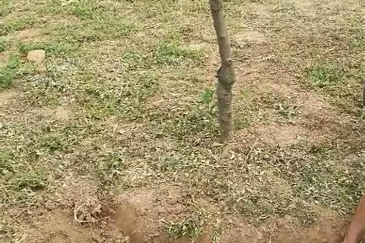 非洲菊的水肥管理
