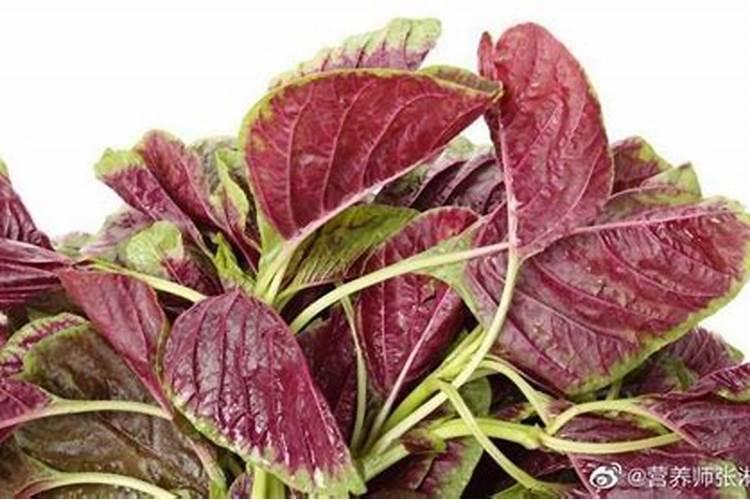 紫苋菜是什么菜？