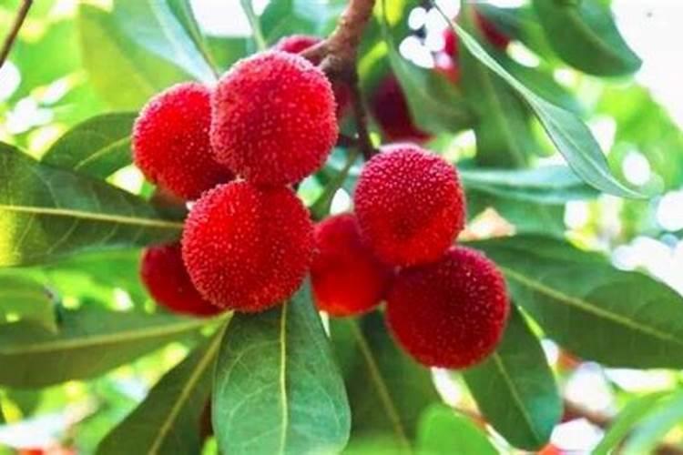 花生套餐三遍药前十名产品