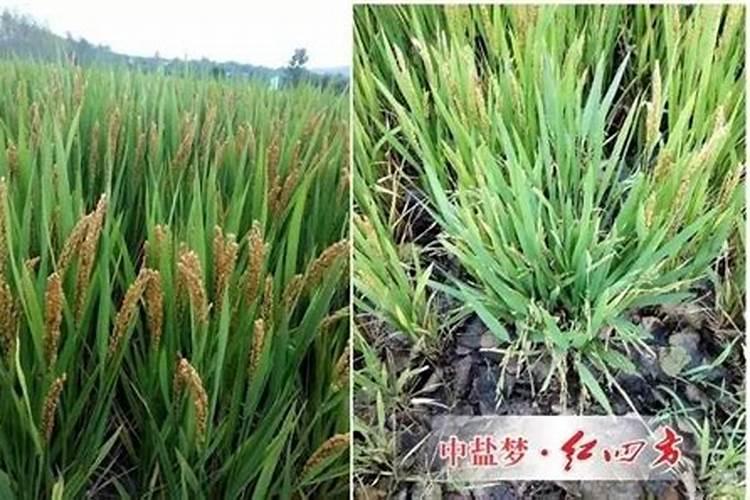 水稻用一次性底肥,选择什么底肥好？