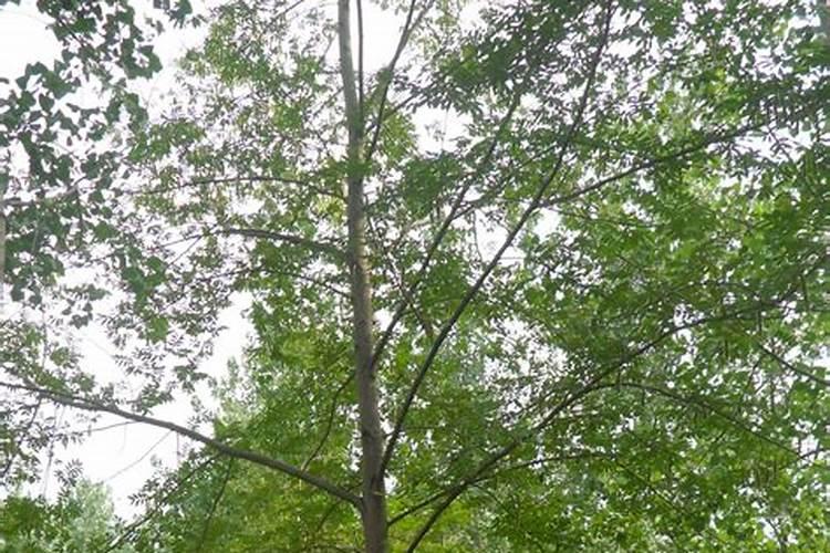 杨树什么时候施肥最好 杨树施肥最佳时间