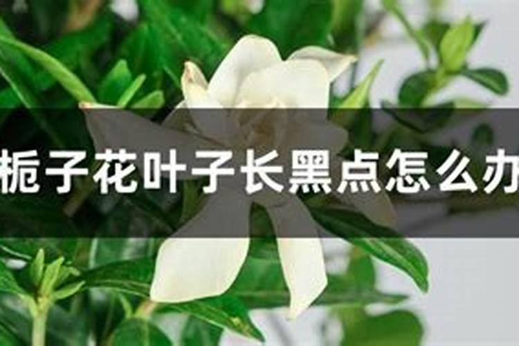 栀子树施复合肥和尿素过多怎么办