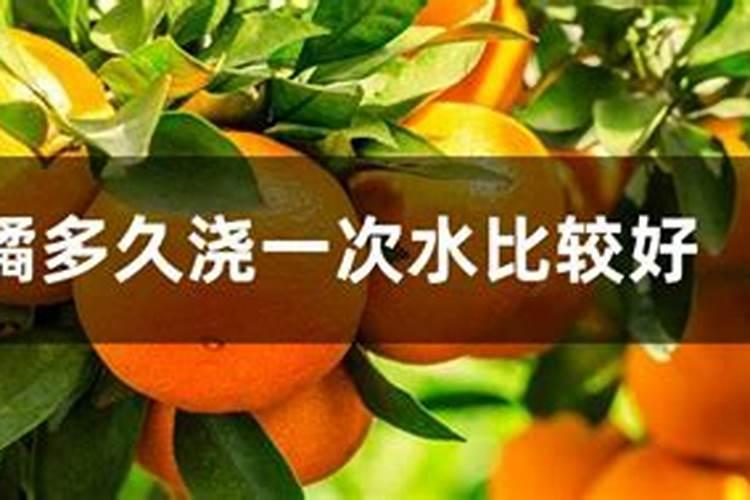 柑橘苗叶面肥施药方法
