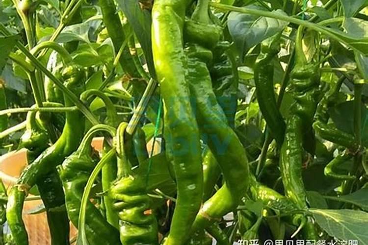 种植辣椒施肥用钾肥好还是尿素好