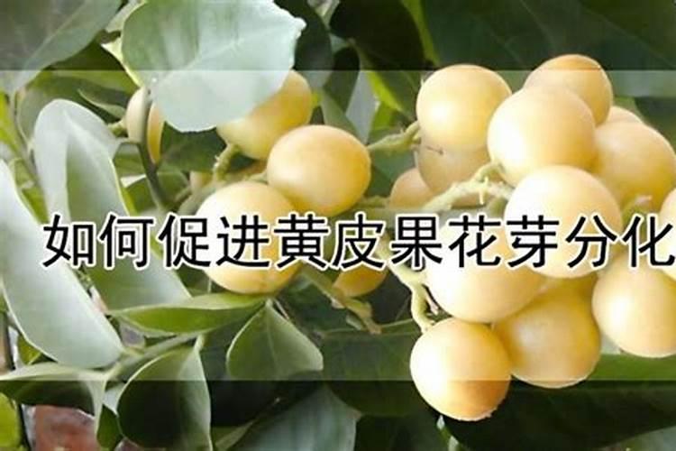 黄皮最好的肥料是什么？