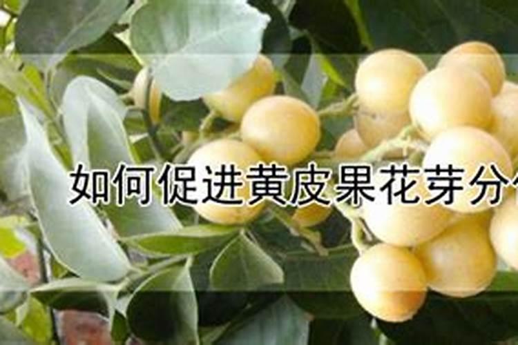 种植黄皮果时,我们该选用怎样的肥料？
