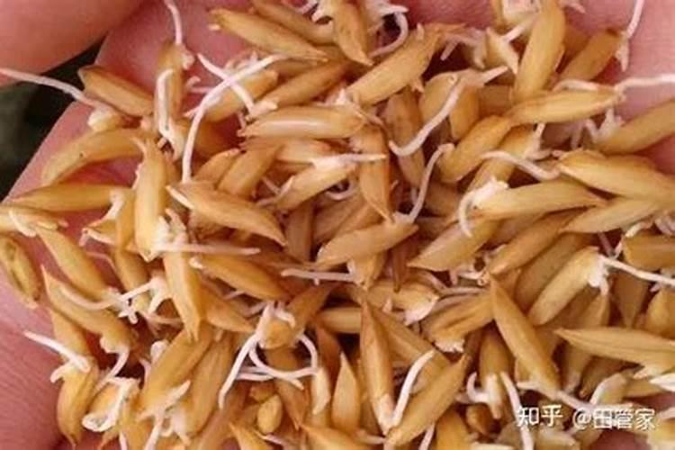 种谷子用什么肥料好