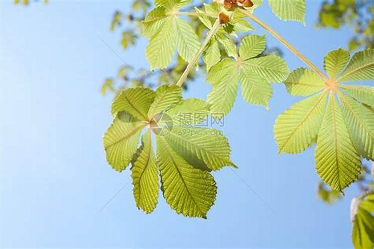 板栗的高产种植技术 板栗周年怎么管理