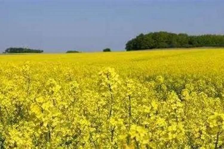 有多多8号油菜籽种子介绍