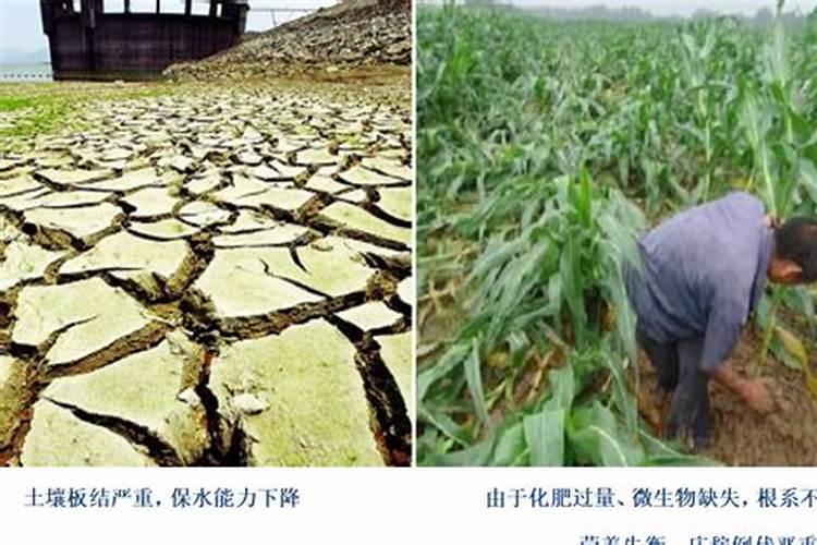 骨粉钙肥的施用方法请回答