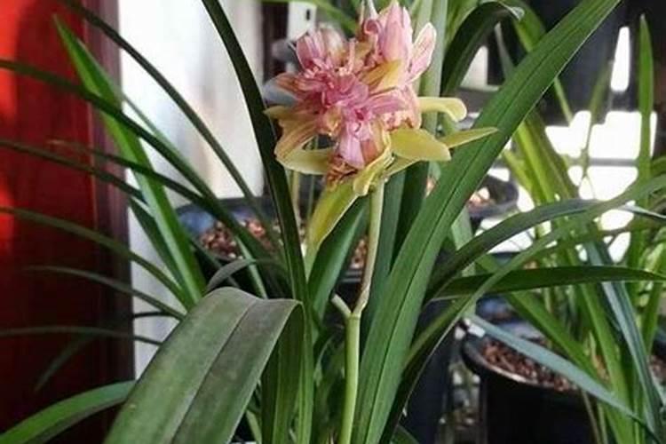 兰花发芽期的管理方法(浇水、施肥方法详解)