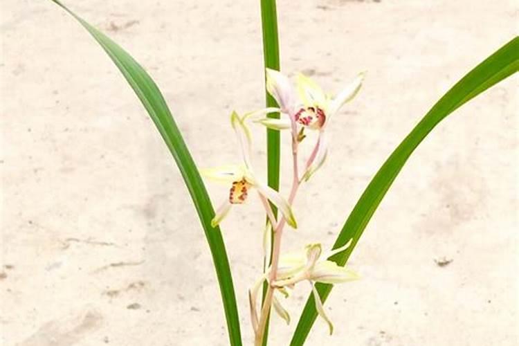 兰花发芽期的管理方法(浇水、施肥方法详解)