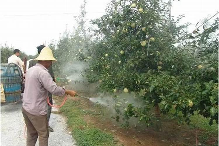苹果树补钙能否加牛奶