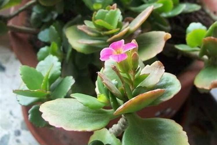 在家如何种植长寿花盆栽？