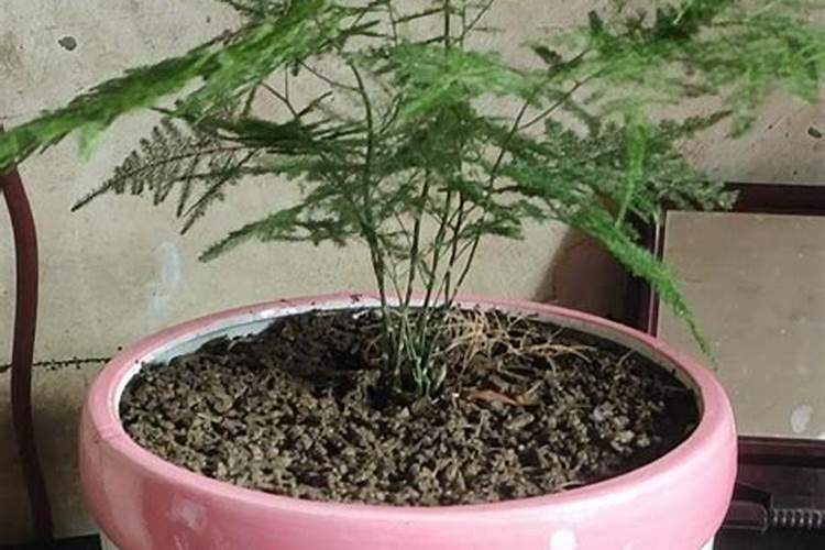 文竹秋季施肥方法