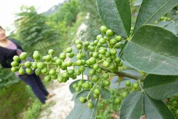 九叶青花椒苗定植施什么底肥好一点