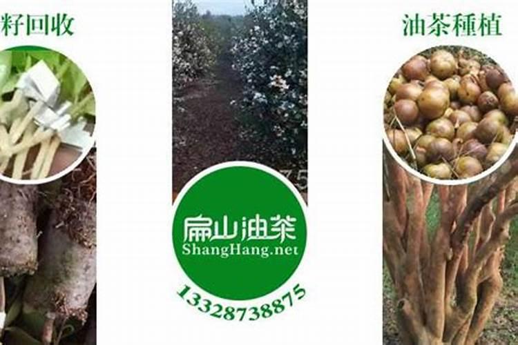 油茶树用什么肥料比较好