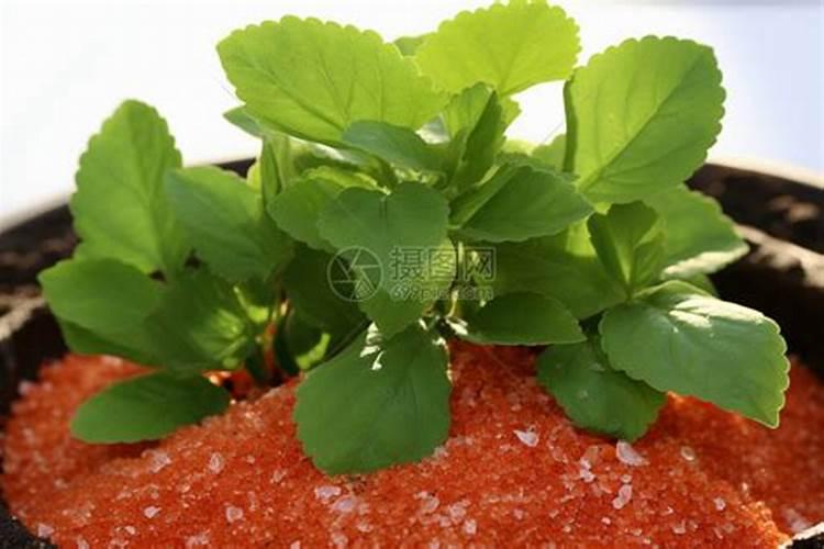 叶子需要的肥料(什么肥料对叶子有好处？)