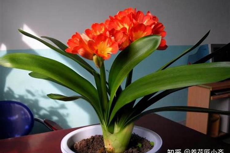 君子兰施什么肥最好？