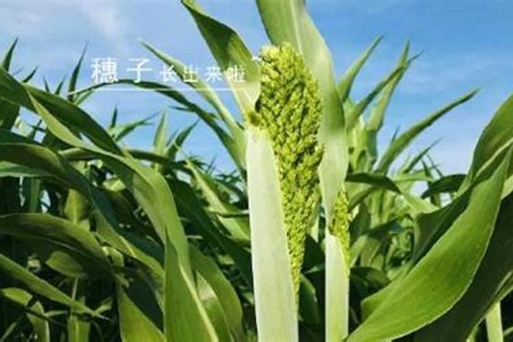 苔芸素可以施土吗？