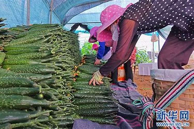种植黄瓜在结果期该如何管理？要注意什么问题？
