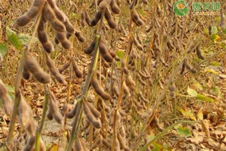 黄豆施什么肥比较好