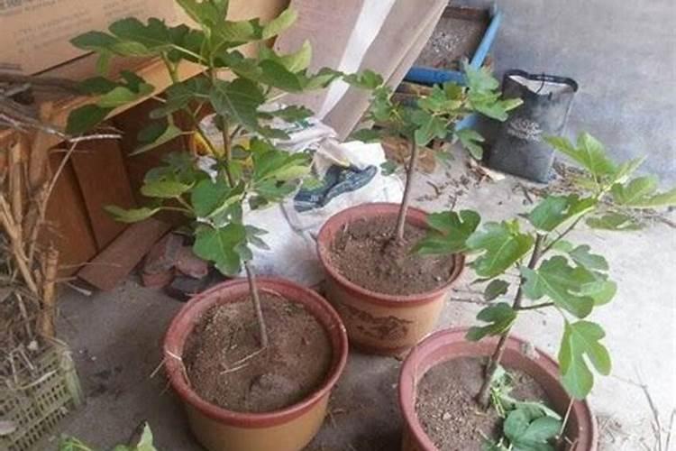 无花果挂果后施什么肥