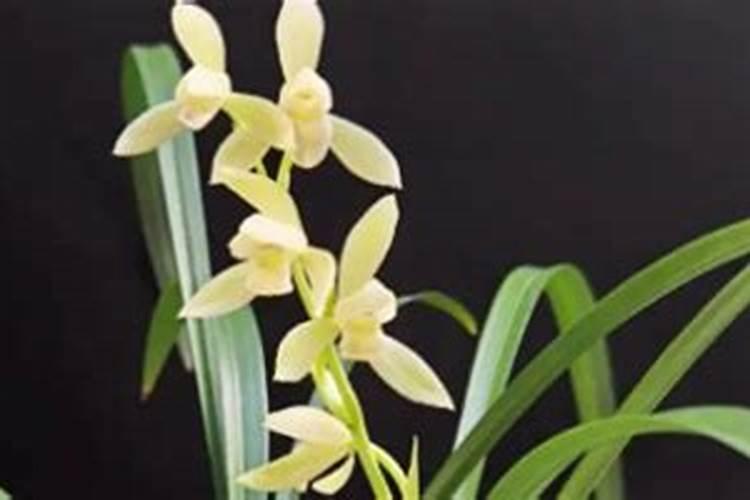 6月份建兰开花后该如何养护管理
