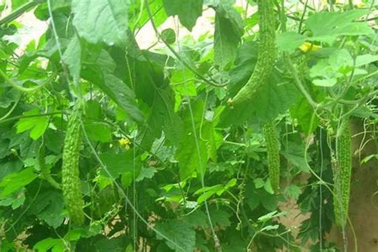 芒果树使用矿源黄腐酸钾的功能和用量？芒果果期能喷施矿源吗
