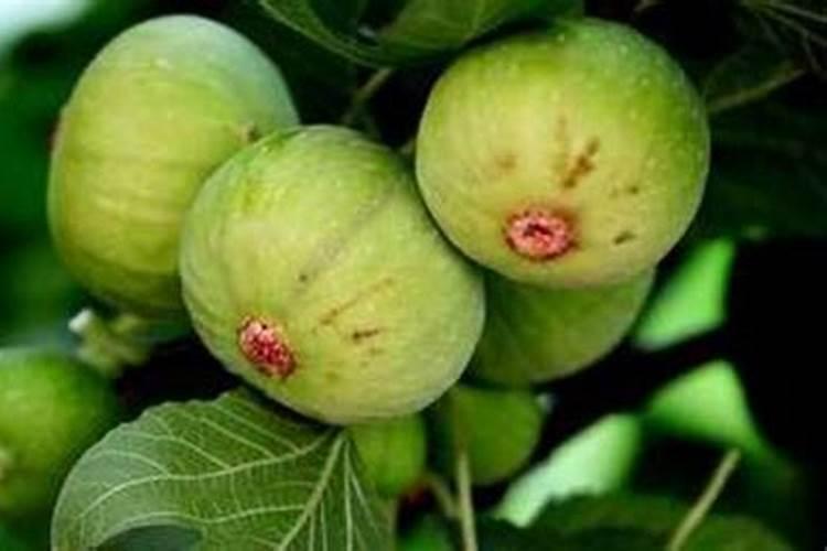 无花果树什么时候扦插最好成活率高