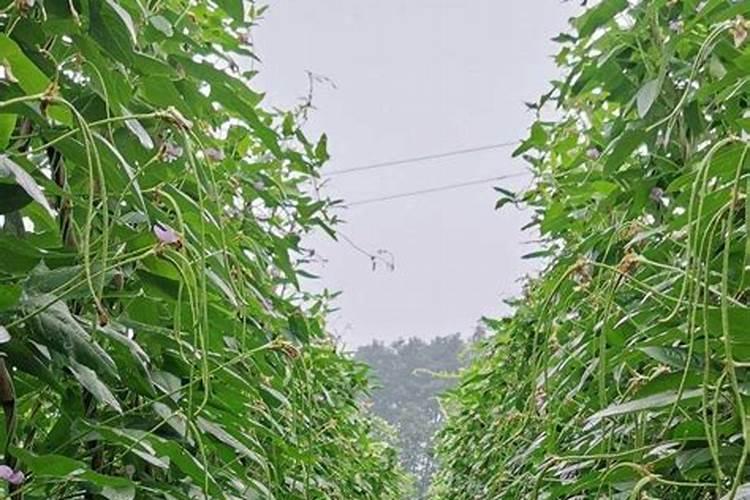 豆角到了末期又开了一次花能不能补充液态氮肥？