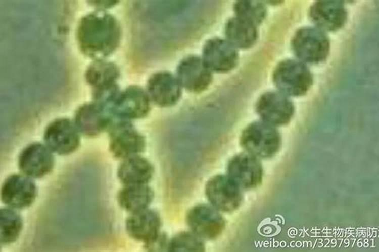 硝化细菌可在青霉素环境下生长