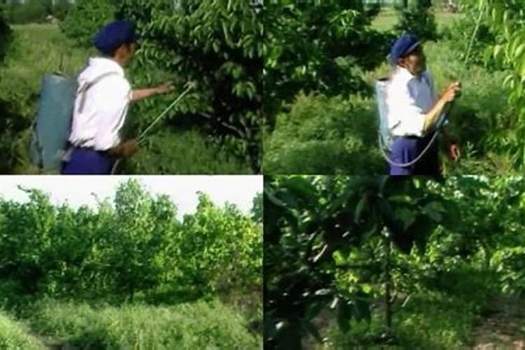 梨树施肥的最佳时间 梨树什么时候施肥