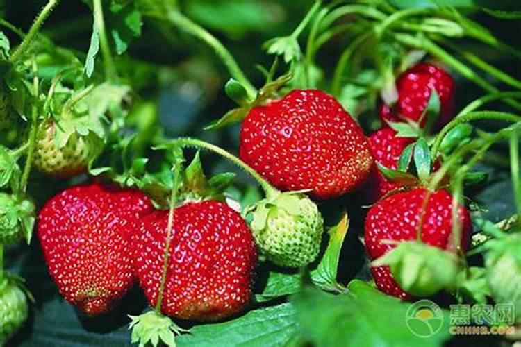 大棚草莓苗控大了用什么叶面肥好？