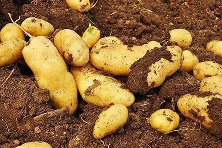 土豆膨大用什么比较好？
