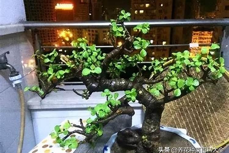 金枝玉叶怎么养护快速木质化