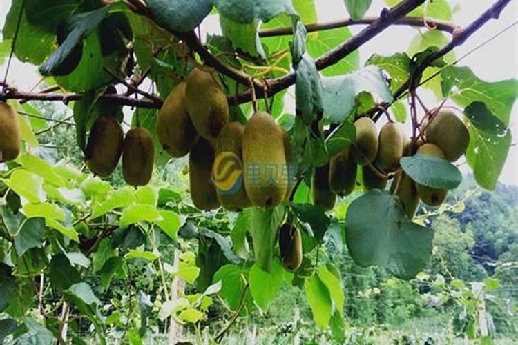 猕猴桃开沟栽植技术管理技巧 猕猴桃施肥方法总结