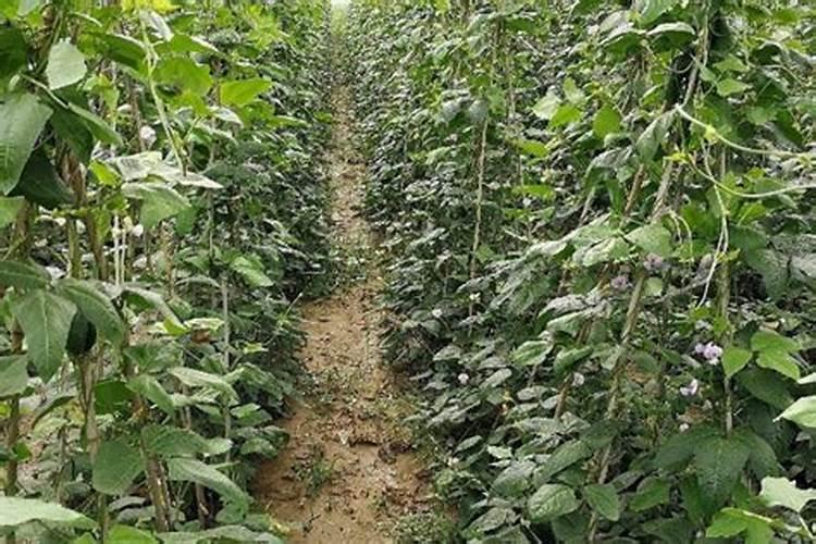种豆角用什么肥料最好