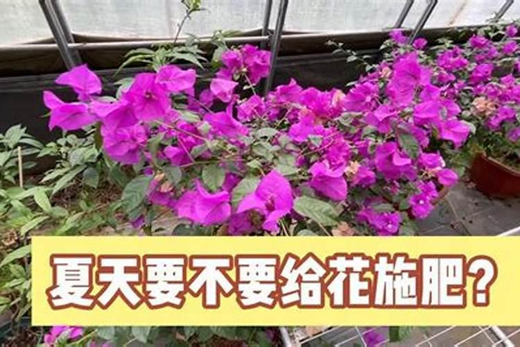 夏天能给花施肥吗