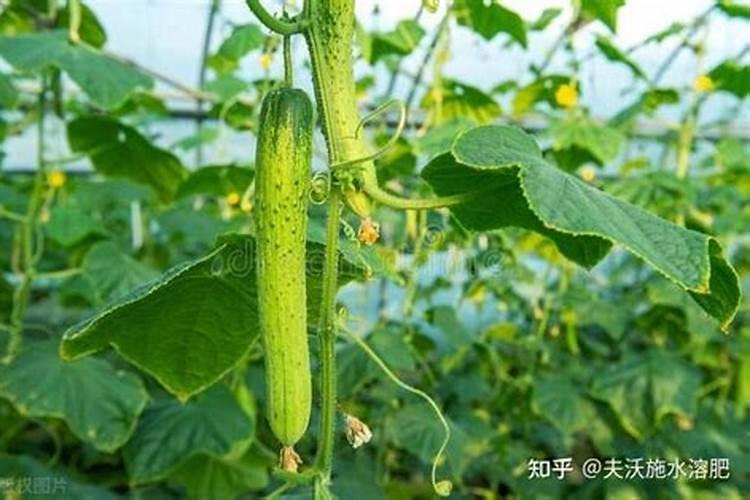 黄瓜用平衡肥好还是高钾肥黄瓜用什么肥料好
