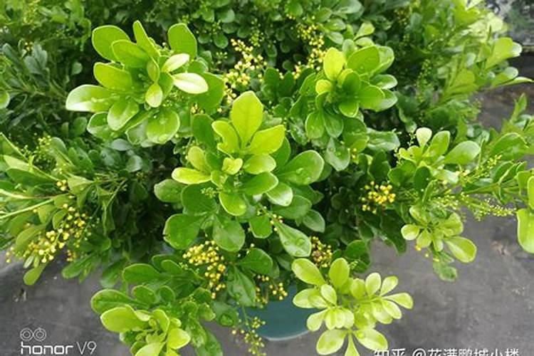 叶面肥可以灌根吗 叶面肥多长时间能吸收